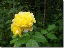 Suvi2011 066